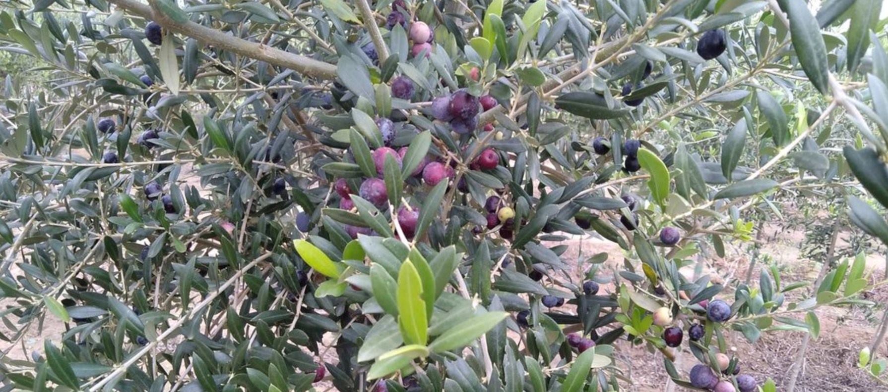 olivo-arbequina